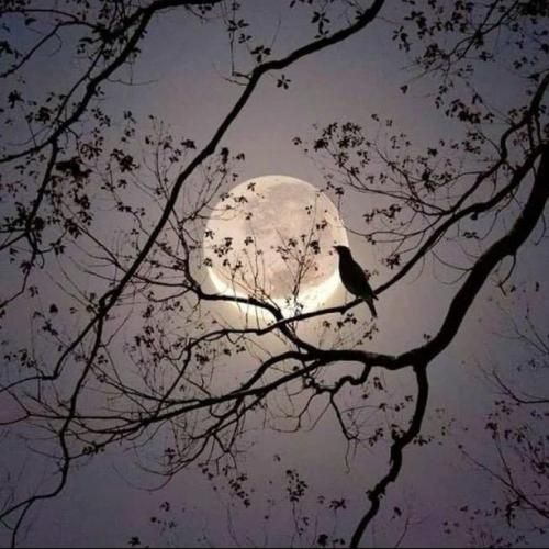 آیسو بیتز و صامت بلاد