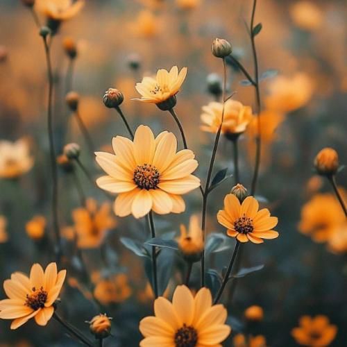 من همیشه دختری با موی مش میخوام