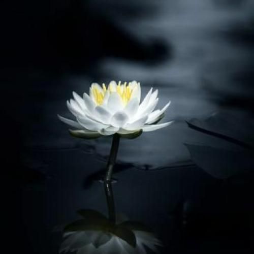  قلبم کو قلبم نیست دستت بود میگی دستم نیست با صدای دختر