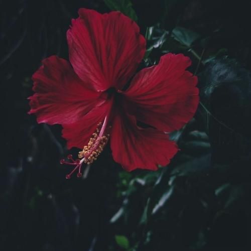 میخونم آخ که دیگه فرنگیس عشق تو با صدای عقیلی