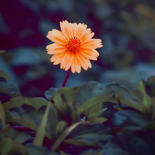 بودی حبس تو سینم مثل این سیگارای ته قرمز