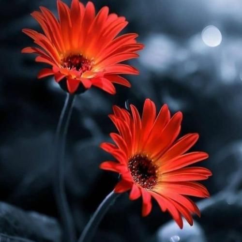 چیزی نگم از اشک چشم تو بگو میگم چشم