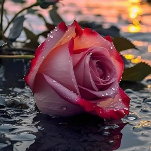 بعضی وقتا بعضی جاها بعضی ادما هستن که روح تورو