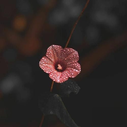 فاز راننده میشم یهو بیب بی بیب بیب ترند اینستایی