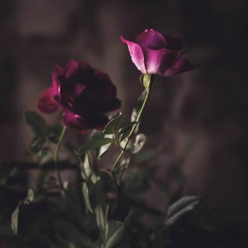 سر شده قلبم انگار از سنگم