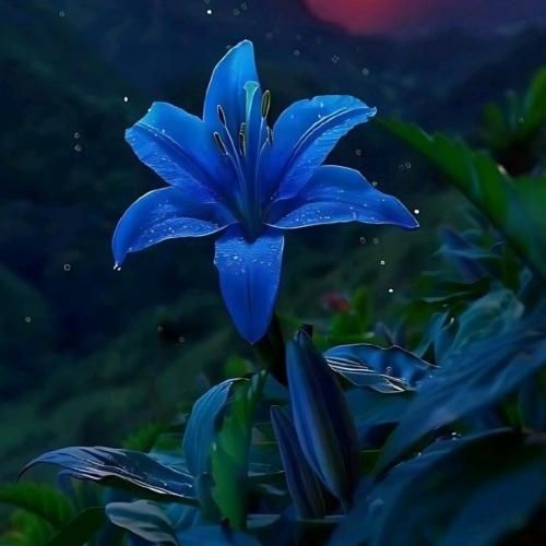  ای شب تو در روزگار من میمانی