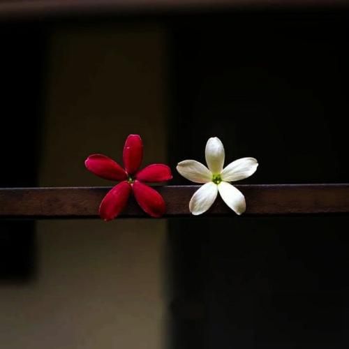 دریم رپ تیریپ ما