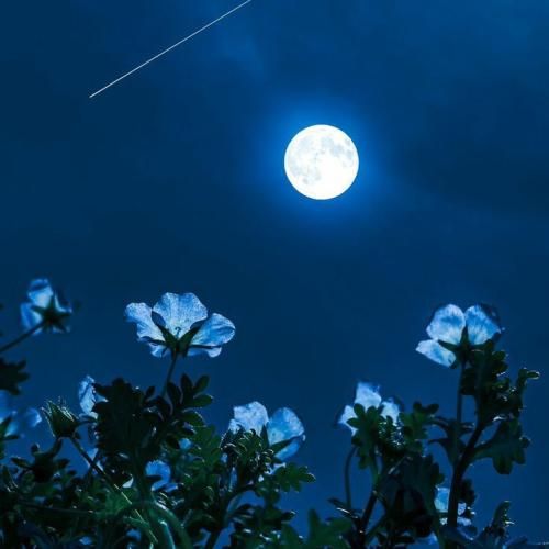  سرخم مث مادر شب سرخم مثل آذر و رد