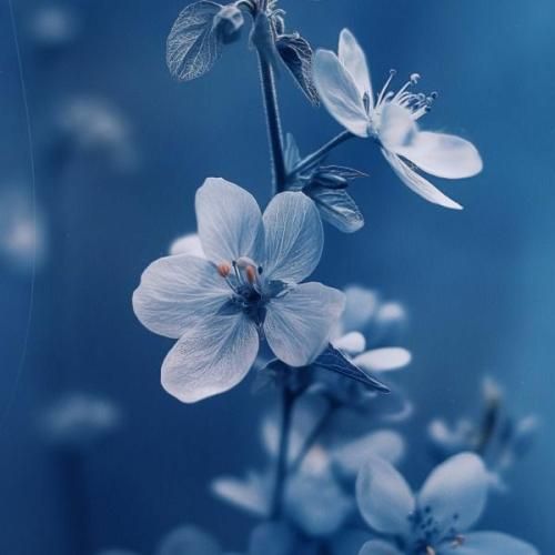 گل سیرمه کشیده چشم کاله با صدای دختر