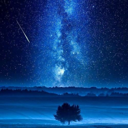  بگو بیارن یک و نیم سگی نیم برای شما یک برا من تکی