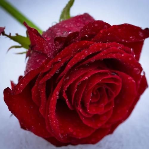 بی ال اچ ریمیکس قدیس