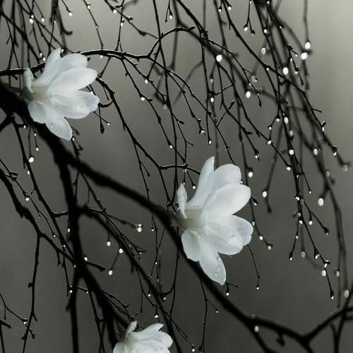  عشق یعنی یه درد رویایی یعنی فقط تو زیبایی