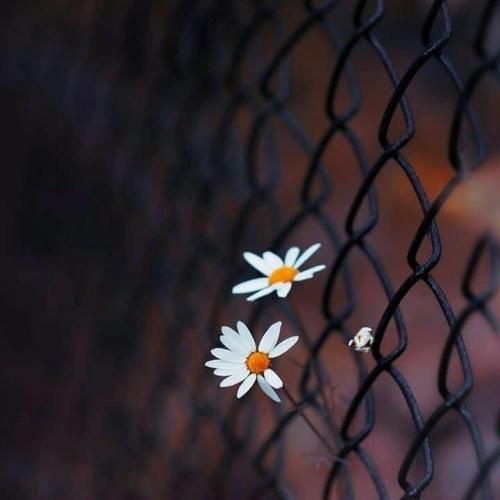 دل تو امروزیه قصه ی دوست داشتن و باور نداره