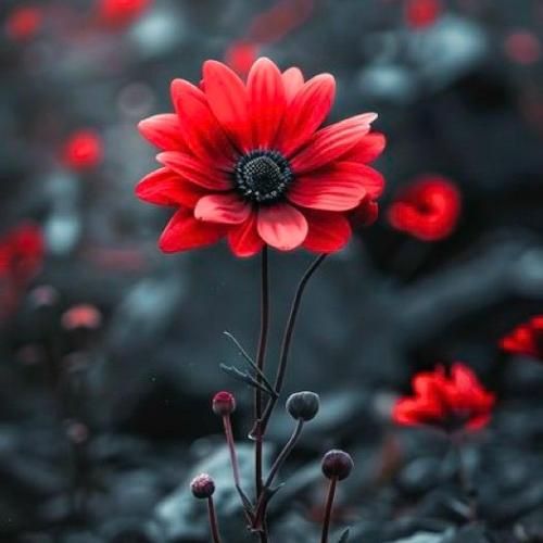 آویزون گوشمه چنتا شرط یک فمیلی فرست