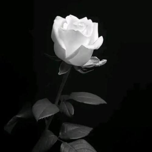 اهل بیرون این کوی برزن شاید بهترین پاسخ سوال مریم بود