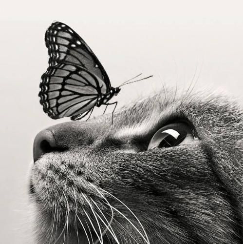 تاج سرمی مادرمی بال و پرمی مادرمی