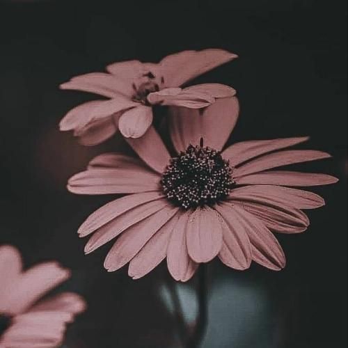 چوار کوله که ی ماله که م