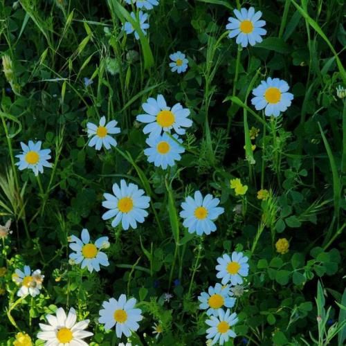 فاطمه عطایی نرگس بانو