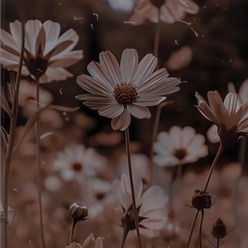 یه پام دوبی عه یه پامم بانکوکه ترند اینستایی