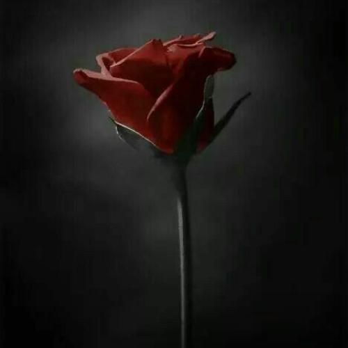 قد و قوار ما نیستین این کچل و که خطشو گرفتین