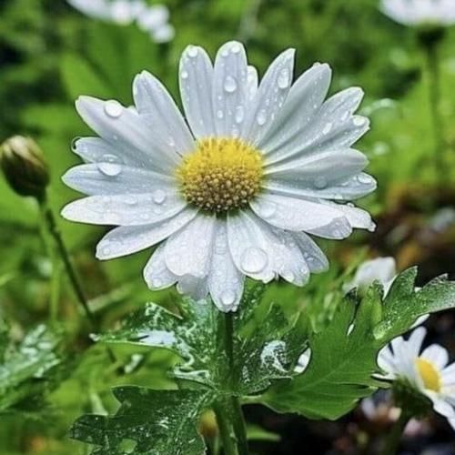 منتظرم خواب خوش ببینی جا کنم سری خودمو توش