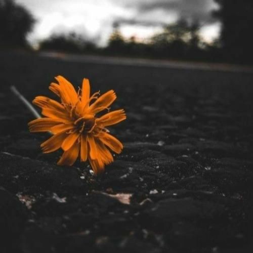  نوش جانت آب و نانت شهد من تو نیشکر تو