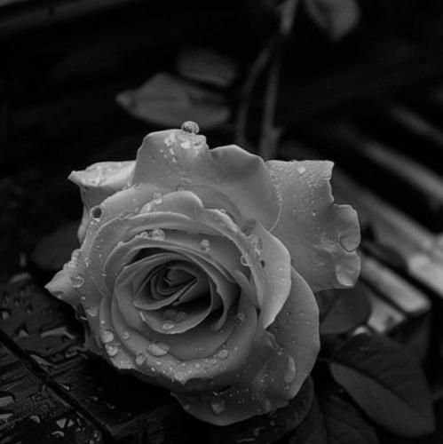 پزتو هی میدم پیش همه میگم این دیوونه مال منه