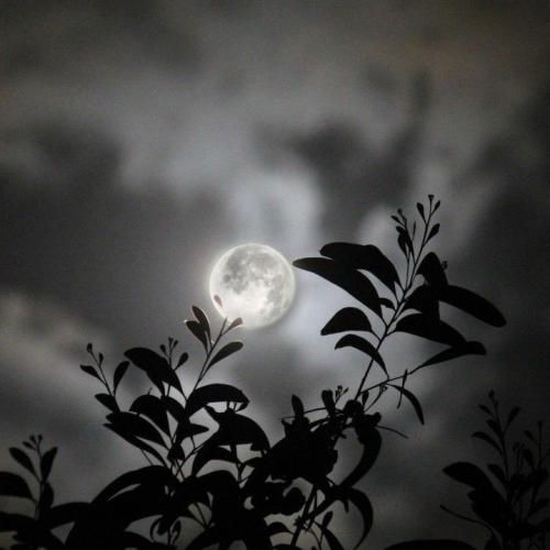  دیوانه میرقصد در وصف دیوانه هی کف بزن بر دف با ضرب جانانه