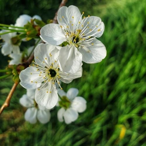 عربی یا لیلی ویا لیله ترند اینستایی