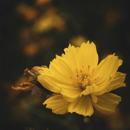 رسیدم به جایی که حالمو نفهمید حتی تراپی با صدای دختر