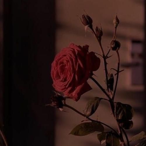 بیا اینو بزن ول کن چتو همه لبخند یک دو سه کوک