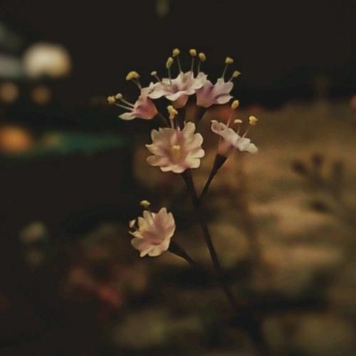  یه یار خوشگلی دارم خوش آب گلی دارم