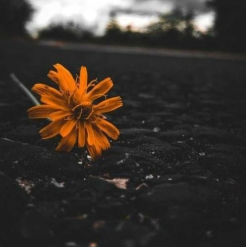  استوریامو سین میکنی هی پیگیر منی بیبی تو کی