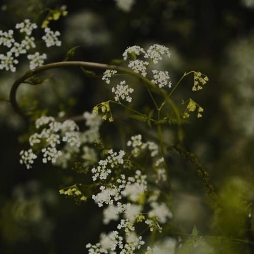  چه قشنگم ساگوچی دهن سرویس دیدی بهت میگفتم