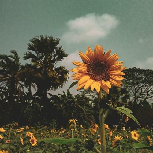 بی تو زندگیم زندونه بی قراره خونه هر شبش بارونه هوش مصنوعی