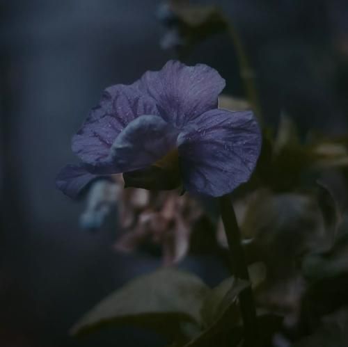 حاجی قدو ببین یا خدا فیسو ببین یا خدا