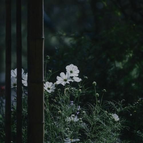 غم فاصله کشت منو که بی تو از گریه پرم هوش مصنوعی