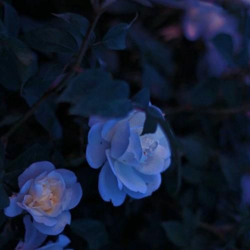  بین این دونه های برف تیکه های قلبمو جمع میکردم