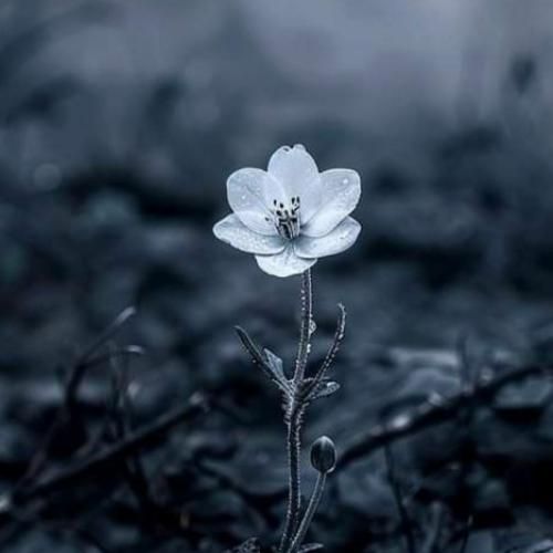 فاطمه عطایی قلندر