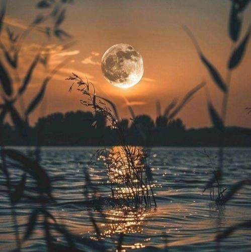 مرد مست تک لیلا لیلا مست مجنونها شاید اون شب