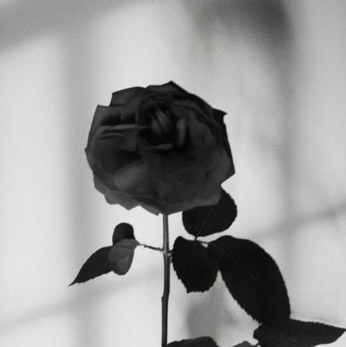  کشیدم بیداریتو تا صبح بیتابیتو با صدای پسر