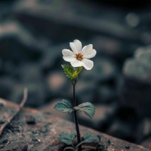 از آﺳﻤﻮن ﺳﺘﺎره ﻣﻴﭽﻴﻨﻪ ﻣﺸﺖ ﻣﺸﺖ