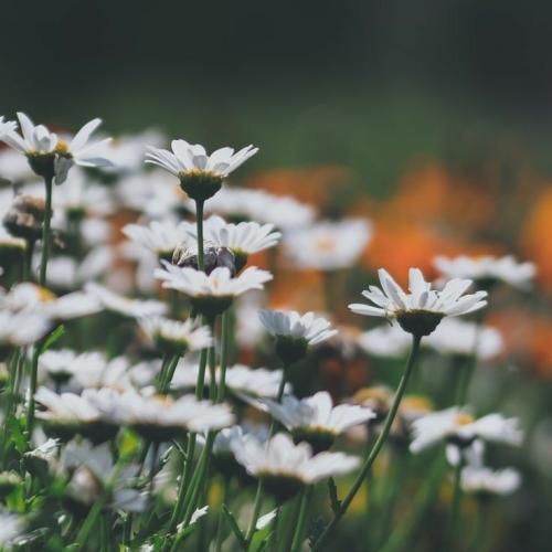 فاطمه عطایی تولد مشکات