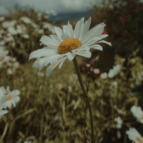  واسه بودن کنارت تو بگو به هر کجا پر میکشم