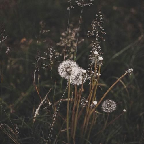 دشی نشستی هر چی خواستی گفتی کاری کردی