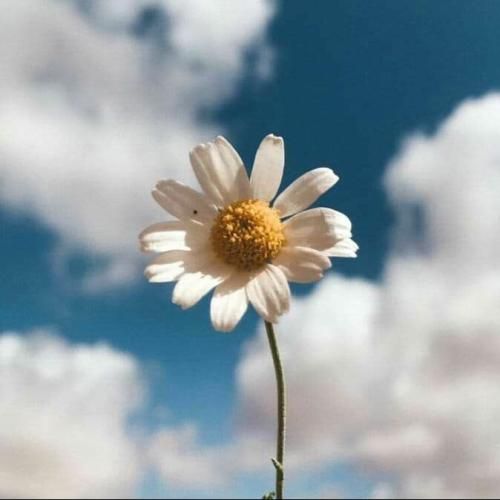  خارجی بخون روکی برای اینکه برقصه