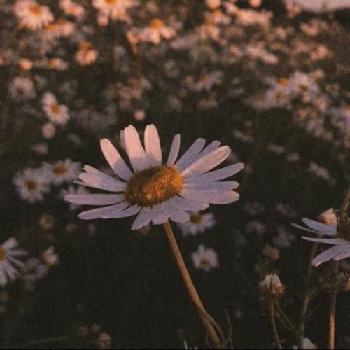  بای لالو روکی چالش اینستاگرامی