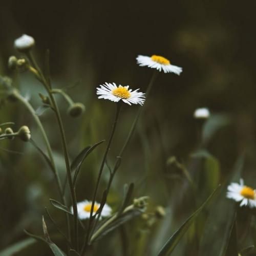  با این که تهش همیشه یه خواب تلخه سهممون یه ربانه