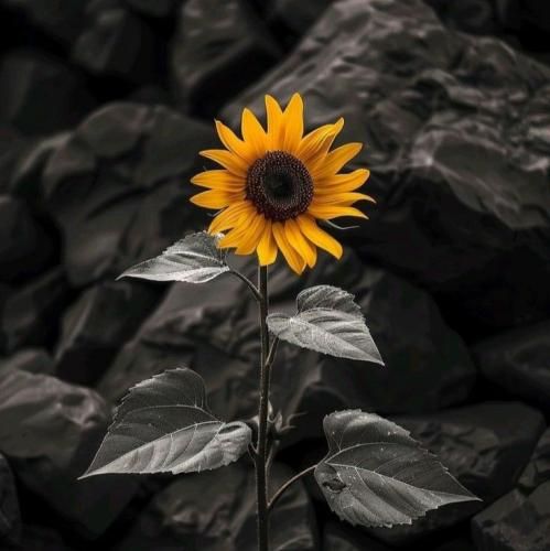  وسط کویر چند تا خونست همون شهر سوزان راه بی قدم