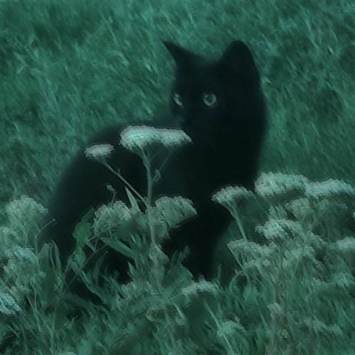  چشات منو نجاتم میداد بگو چیشد